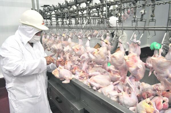 Ventas de industrias avícolas se recuperan tras disminución de productos de contrabando