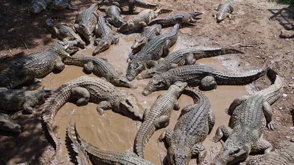 Más de 70 cocodrilos escapan de una granja en China tras lluvias torrenciales