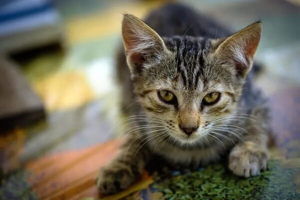 Mascotas: Hipertiroidismo en gatos - Mascotas - ABC Color