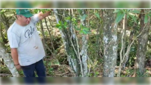 ¡Terror en Caaguazú! Vacas "amanecieron" sin lengua, sin ojos y sin una gota de sangre