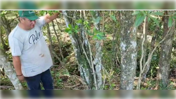 ¡Terror en Caaguazú! Vacas "amanecieron" sin lengua, sin ojos y sin una gota de sangre