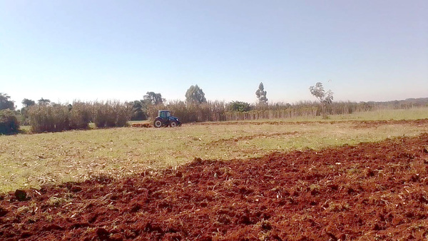 Inversionistas alemanes, interesados en la construcción de planta cristalizadora de stevia - La Clave