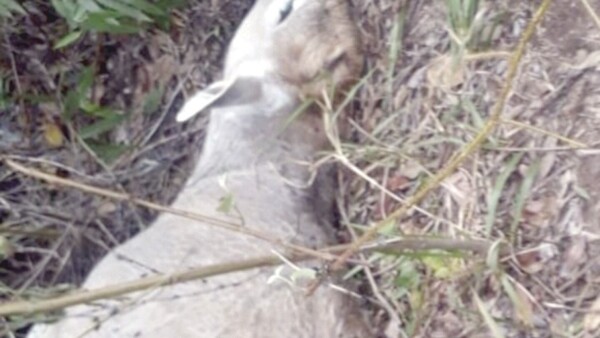 Hallan vacas sin ojos, lengua ni sangre ¡en dos ciudades!