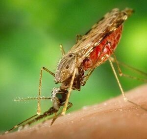 ¡Reportan un caso de Malaria en nuestro país!