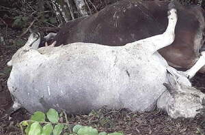 Vacas "amanecieron" sin lengua, sin ojos y sin una gota de sangre en Caaguazú - Noticiero Paraguay
