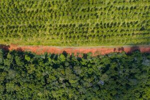 (VIDEO) ¡Apple plantará árboles en Paraguay!