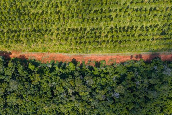 (VIDEO) ¡Apple plantará árboles en Paraguay!