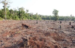 Apple y Goldman Sachs buscan restaurar y proteger bosques en Paraguay - Nacionales - ABC Color