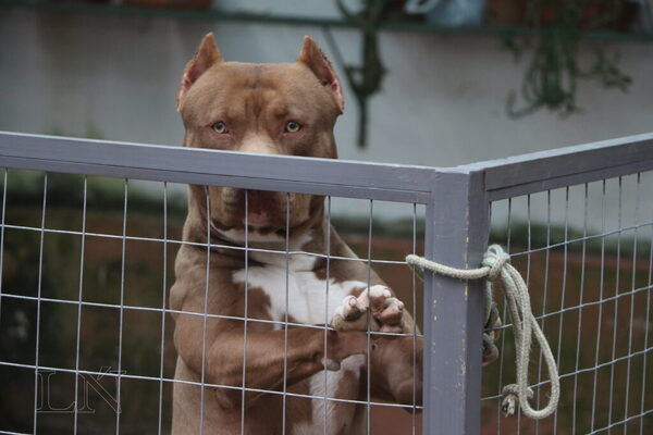 Diario HOY | Aconsejan rechazar el proyecto de regulación de tenencia de perros peligrosos