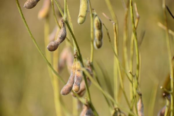 USDA proyectó una menor cosecha de soja en EE.UU. y mantuvo previsiones en Sudamérica