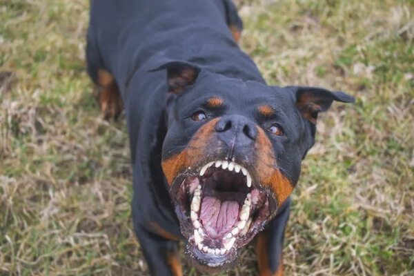 Diputados confrontarán normas contra perros violentos - Mascotas - ABC Color