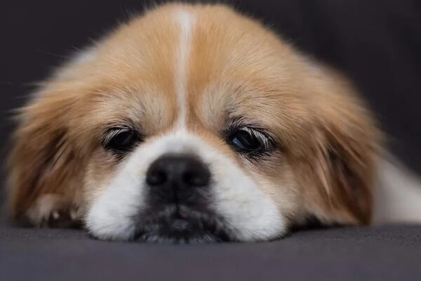 Los animales son susceptibles a la infección por el virus del distemper - Mascotas - ABC Color