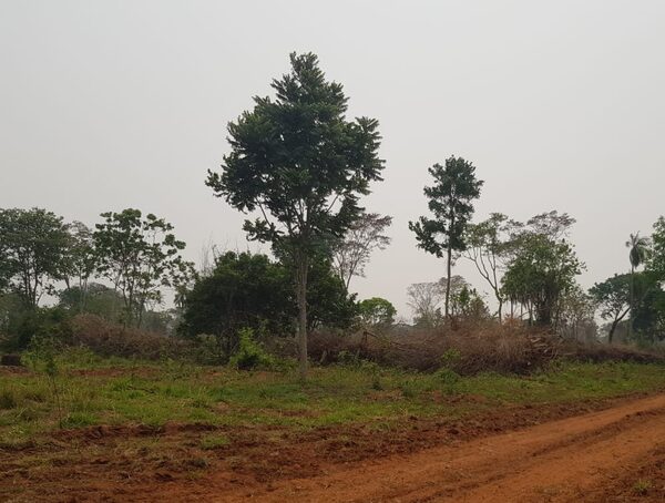 Apple y Goldman Sachs buscan invertir en la restauración de bosques nativos en Paraguay y Brasil · Radio Monumental 1080 AM