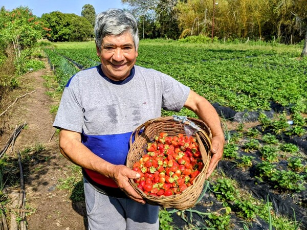 Esfuerzo y dedicación de productor de frutilla obtiene frutos generosos de la tierra a pesar de limitación asistencial – La Mira Digital