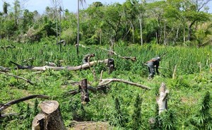 Paraguay narco: Descubren 72 toneladas de macoña en territorio liberado cercano a “campesinos sin tierra” – La Mira Digital