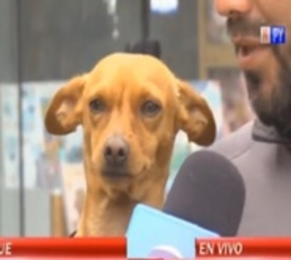 Perrito frustró robo de vehículo - Paraguay.com