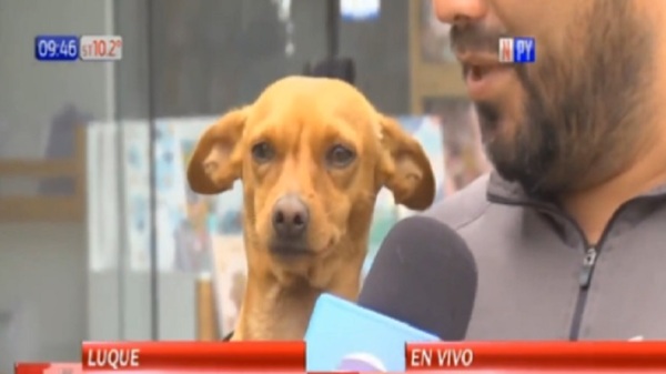 Gaara el perro valiente: Frustró robó de un vehículo en Luque - Noticias Paraguay