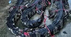 La Nación / China: buscan 70 cocodrilos que escaparon con inundación