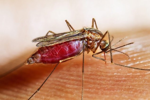 Detectan caso importado de malaria en Ciudad del Este | 1000 Noticias