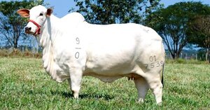El 50% de una vaca Nelore se comercializó por G. 800 millones