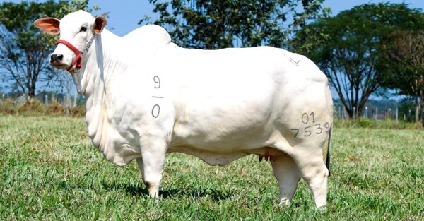 El 50% de una vaca Nelore se comercializó por G. 800 millones