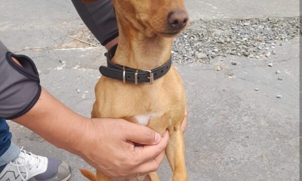 Jagua`i descubrió a ladrones de vehículos y su dueño pudo espantarlos con palo