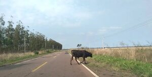 Animales sueltos y criminales baches ponen en riesgo la vida de quienes circulan por ruta PY01 - Nacionales - ABC Color