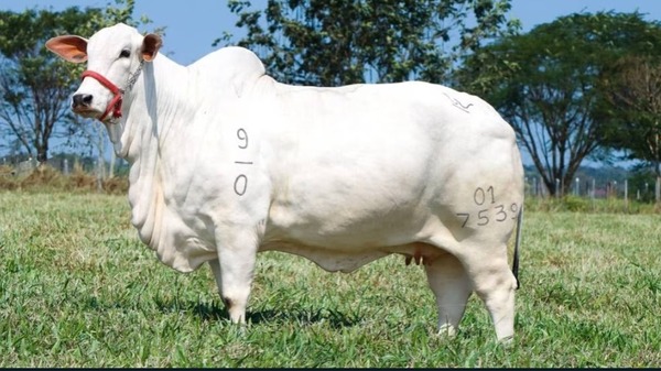 Diario HOY | Ganadera Sofía marca nuevo récord con la vaca más cara