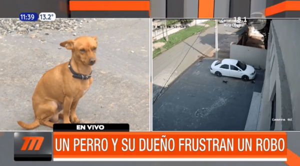Un perro y su dueño frutaron un robo | Telefuturo