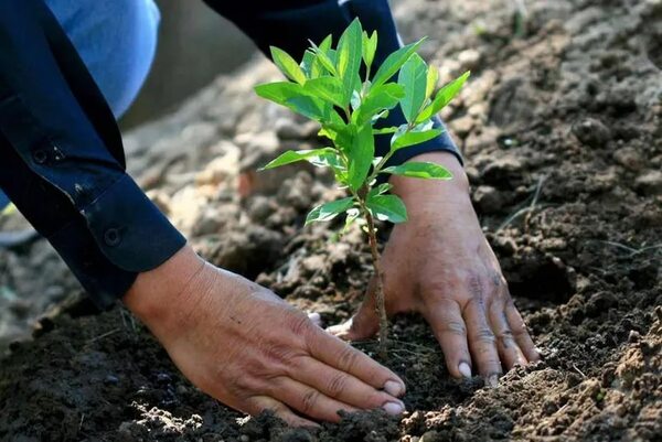 Video: Apple afirma que ya plantó bosques en Paraguay, pero ¿dónde están? - Nacionales - ABC Color