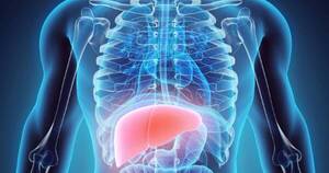 La Nación / Advierten de dos tipos de hepatitis muy contagiosas, pero tratables y prevenibles