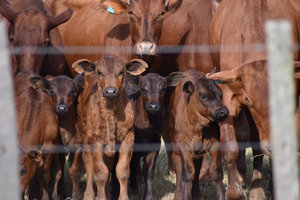 Genética Debernardi mostrará programa de mejoramiento genético en Agropecuaria Las Marías