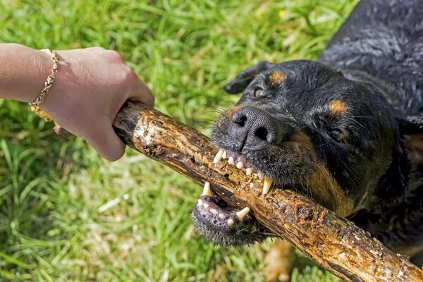 Diputados postergan plan sobre tenencia de perros peligrosos - Política - ABC Color
