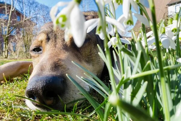 Mascotas: estas son las alergias más comunes que pueden sufrir nuestros perros - Mascotas - ABC Color