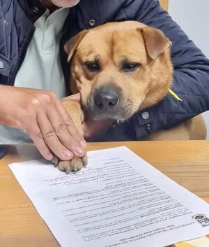 Un perro fue contratado para dar “amor y cariño” a empleados y habitantes de un municipio portugués - Mascotas - ABC Color