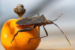Itapúa sin casos de mal de Chagas, pero advierten sobre la presencia de Vinchucas