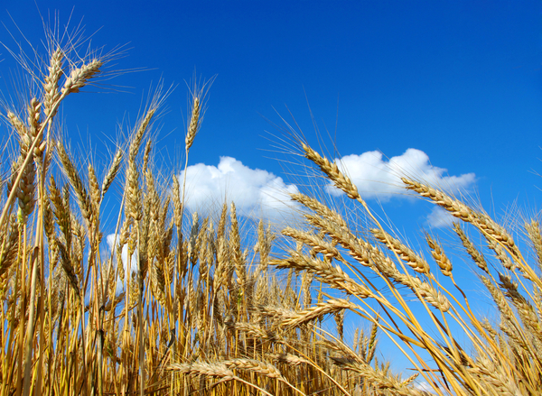 Itapúa: registran pérdidas en cosecha de trigo debido a inestabilidad climática