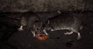 La Nación / Alertan sobre rebrote de hantavirus en el Chaco: existen 41 casos sospechosos