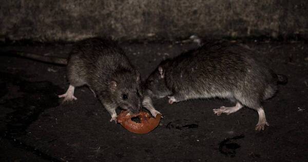 La Nación / Alertan sobre rebrote de hantavirus en el Chaco: existen 41 casos sospechosos