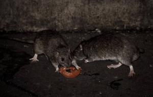 Alertan sobre rebrote de hantavirus en el Chaco: existen 41 casos sospechosos