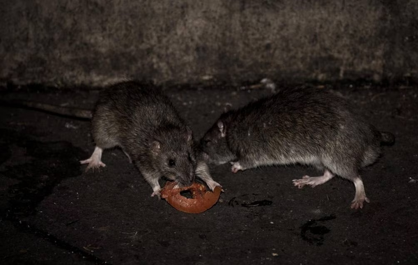 Alertan sobre rebrote de hantavirus en el Chaco: existen 41 casos sospechosos