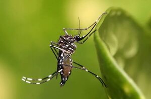 Malaria: no se detectaron contagios y “podemos tener tranquilidad” - Nacionales - ABC Color