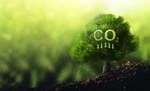 Mercado de carbono en Paraguay: ¿Inversión o estafa ambiental?