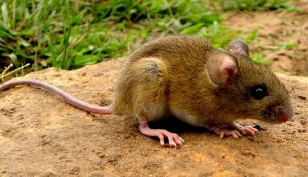 Hantavirus: existen 41 casos sospechosos en el Chaco Paraguayo - Portal Digital Cáritas Universidad Católica