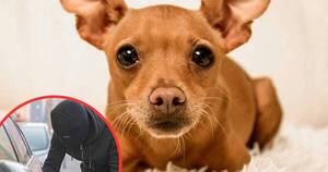 La Nación / ¡Héroe del día! Perrito frustró robo en Luque