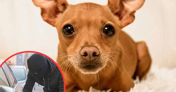 La Nación / ¡Héroe del día! Perrito frustró robo en Luque