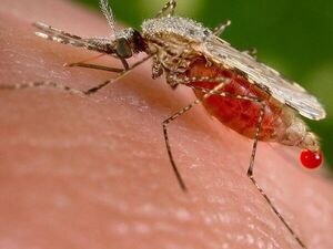 CDE: estudiante brasileña contrajo malaria tras viaje a Brasil, según confirmó Vigilancia de Salud - El Independiente
