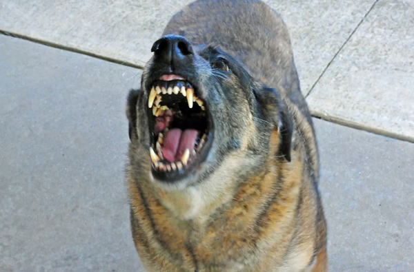 Mujer fue atacada por un perro y se encuentra grave en Hospital del Trauma - Megacadena