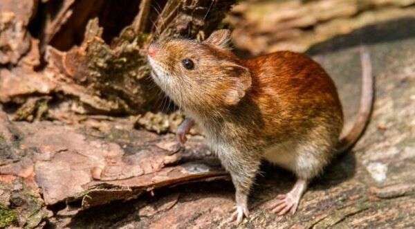 Salud reporta 3 fallecidos y 9 casos de hantavirus en el Chaco