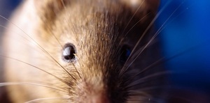 Registran 3 fallecidos y 9 casos de hantavirus en el Chaco - ADN Digital
